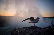 Seagull Posing By The Falls